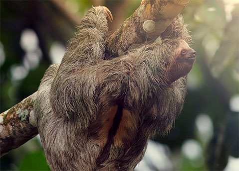 Lomas del Volcán Hotel